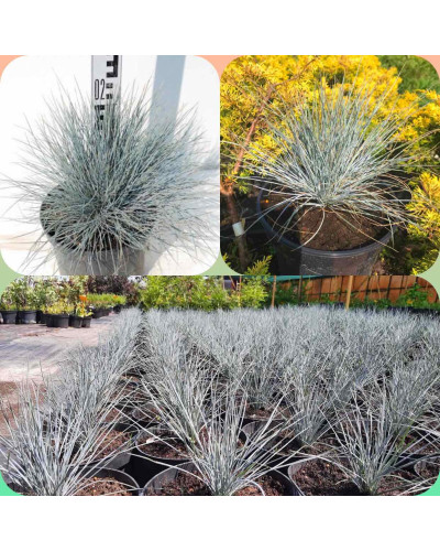 Вівсяниця блакитна / сиза | Festuca glauca / cinerea | Овсяница голубая / сизая
