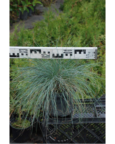Вівсяниця блакитна / сиза | Festuca glauca / cinerea | Овсяница голубая / сизая