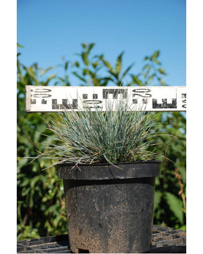Вівсяниця блакитна / сиза | Festuca glauca / cinerea | Овсяница голубая / сизая