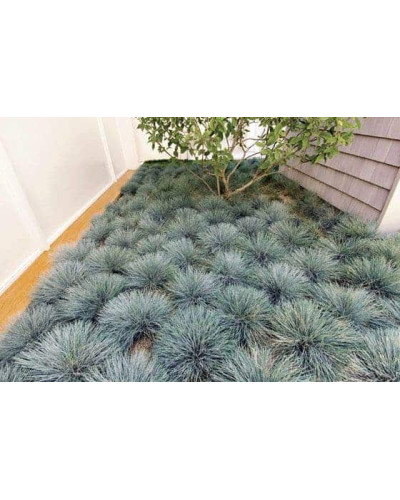 Вівсяниця блакитна / сиза | Festuca glauca / cinerea | Овсяница голубая / сизая