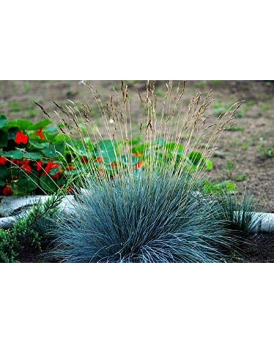 Вівсяниця блакитна / сиза | Festuca glauca / cinerea | Овсяница голубая / сизая