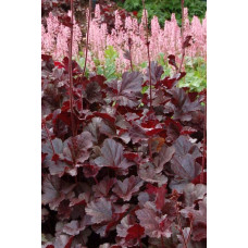 Гейхера гібридна Обсідіан | Гейхера гибридная Обсидиан | Heuchera hybrida Obsidian