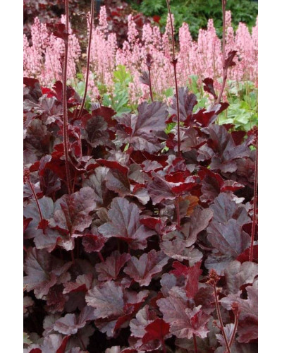 Гейхера гібридна Обсідіан | Гейхера гибридная Обсидиан | Heuchera hybrida Obsidian