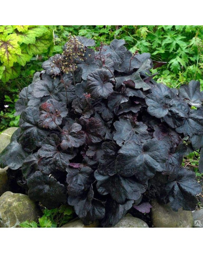 Гейхера гібридна Обсідіан | Гейхера гибридная Обсидиан | Heuchera hybrida Obsidian