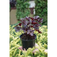 Гейхера гібридна Обсідіан | Гейхера гибридная Обсидиан | Heuchera hybrida Obsidian
