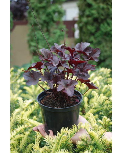 Гейхера гібридна Обсідіан | Гейхера гибридная Обсидиан | Heuchera hybrida Obsidian
