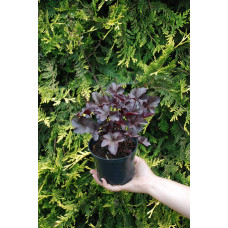 Гейхера гібридна Обсідіан | Гейхера гибридная Обсидиан | Heuchera hybrida Obsidian
