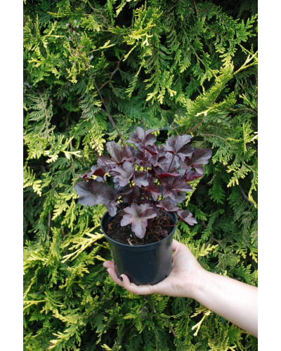 Гейхера гібридна Обсідіан | Гейхера гибридная Обсидиан | Heuchera hybrida Obsidian