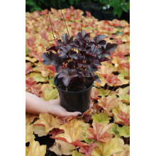 Гейхера гібридна Обсідіан | Гейхера гибридная Обсидиан | Heuchera hybrida Obsidian