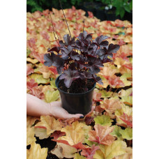Гейхера гібридна Обсідіан | Гейхера гибридная Обсидиан | Heuchera hybrida Obsidian