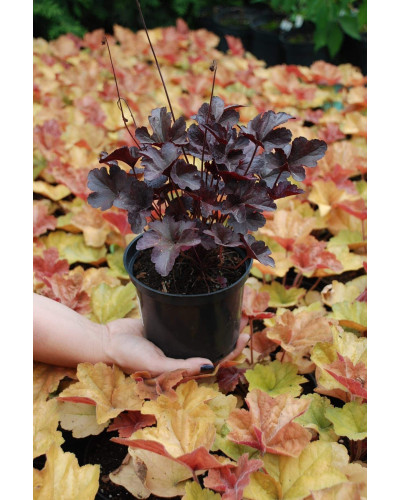 Гейхера гібридна Обсідіан | Гейхера гибридная Обсидиан | Heuchera hybrida Obsidian
