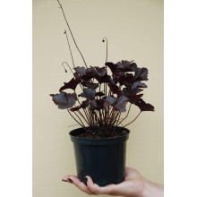 Гейхера гібридна Обсідіан | Гейхера гибридная Обсидиан | Heuchera hybrida Obsidian