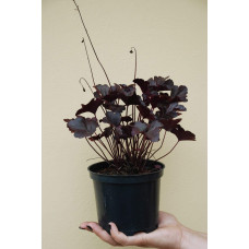 Гейхера гібридна Обсідіан | Гейхера гибридная Обсидиан | Heuchera hybrida Obsidian