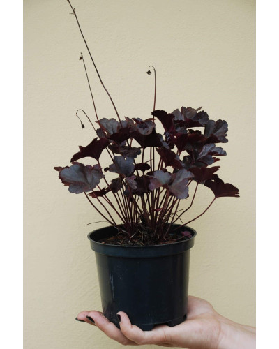 Гейхера гібридна Обсідіан | Гейхера гибридная Обсидиан | Heuchera hybrida Obsidian