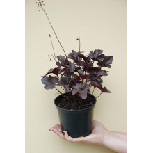 Гейхера гібридна Обсідіан | Гейхера гибридная Обсидиан | Heuchera hybrida Obsidian