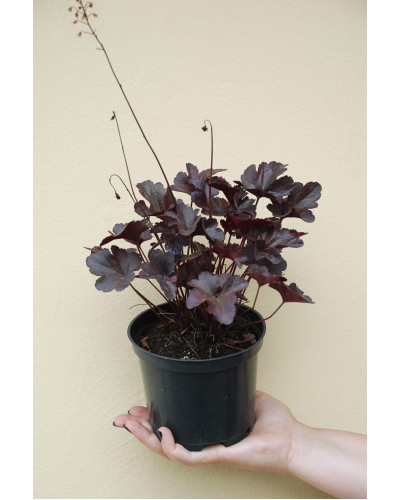 Гейхера гібридна Обсідіан | Гейхера гибридная Обсидиан | Heuchera hybrida Obsidian