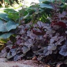 Гейхера гібридна Обсідіан | Гейхера гибридная Обсидиан | Heuchera hybrida Obsidian