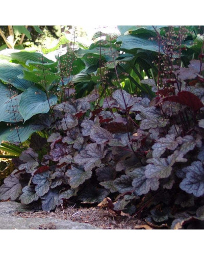Гейхера гібридна Обсідіан | Гейхера гибридная Обсидиан | Heuchera hybrida Obsidian