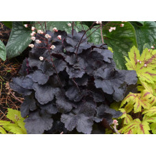 Гейхера гібридна Обсідіан | Гейхера гибридная Обсидиан | Heuchera hybrida Obsidian