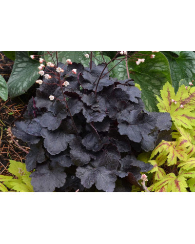 Гейхера гібридна Обсідіан | Гейхера гибридная Обсидиан | Heuchera hybrida Obsidian