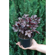 Гейхера гібридна Обсідіан | Гейхера гибридная Обсидиан | Heuchera hybrida Obsidian