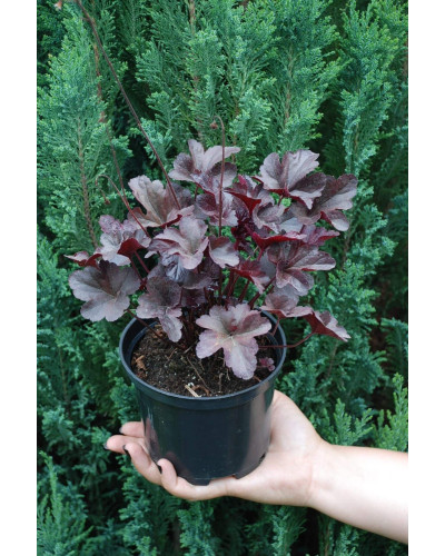 Гейхера гібридна Обсідіан | Гейхера гибридная Обсидиан | Heuchera hybrida Obsidian