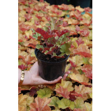 Гейхера гібридна Мармелад | Heuchera hybrida Marmalade | Гейхера гибридная Мармелад