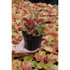 Гейхера гібридна Мармелад | Heuchera hybrida Marmalade | Гейхера гибридная Мармелад