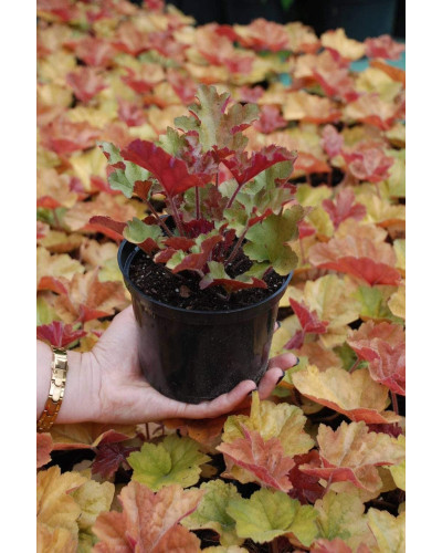 Гейхера гібридна Мармелад | Heuchera hybrida Marmalade | Гейхера гибридная Мармелад