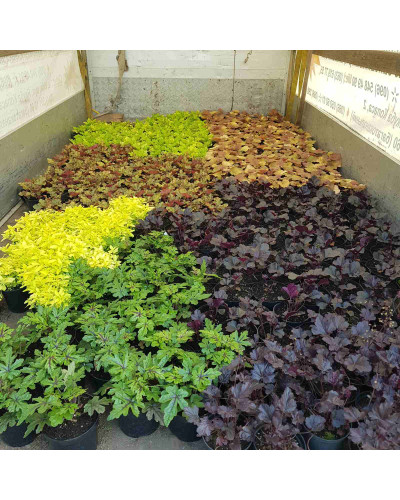 Гейхера гібридна Мармелад | Heuchera hybrida Marmalade | Гейхера гибридная Мармелад