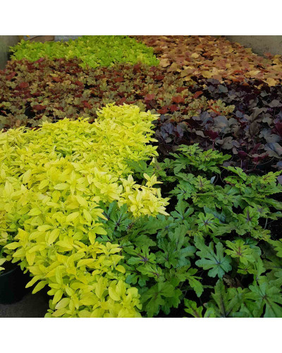 Гейхера гібридна Мармелад | Heuchera hybrida Marmalade | Гейхера гибридная Мармелад