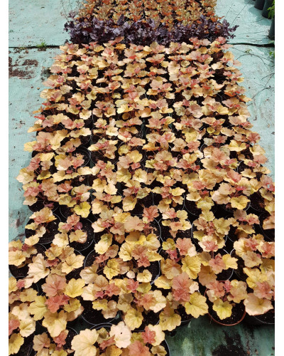 Гейхера гібридна Мармелад | Heuchera hybrida Marmalade | Гейхера гибридная Мармелад