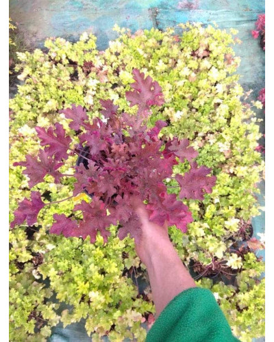 Гейхера гібридна Мармелад | Heuchera hybrida Marmalade | Гейхера гибридная Мармелад