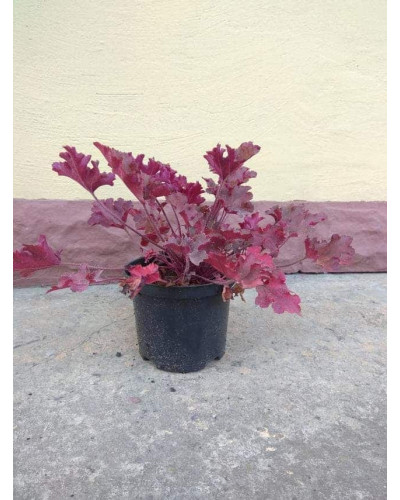 Гейхера гібридна Мармелад | Heuchera hybrida Marmalade | Гейхера гибридная Мармелад