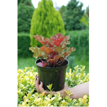Гейхера гібридна Мармелад | Heuchera hybrida Marmalade | Гейхера гибридная Мармелад