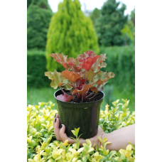 Гейхера гібридна Мармелад | Heuchera hybrida Marmalade | Гейхера гибридная Мармелад
