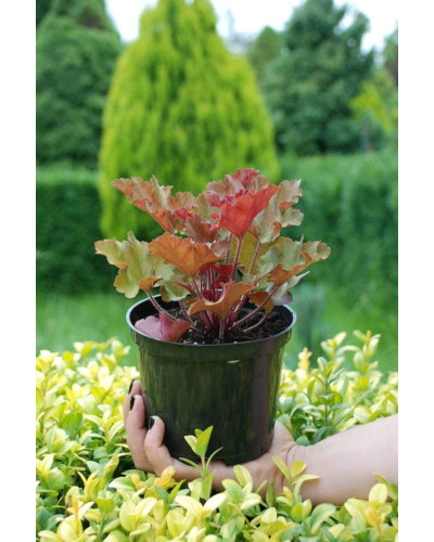 Гейхера гібридна Мармелад | Heuchera hybrida Marmalade | Гейхера гибридная Мармелад