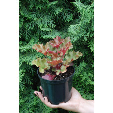 Гейхера гібридна Мармелад | Heuchera hybrida Marmalade | Гейхера гибридная Мармелад
