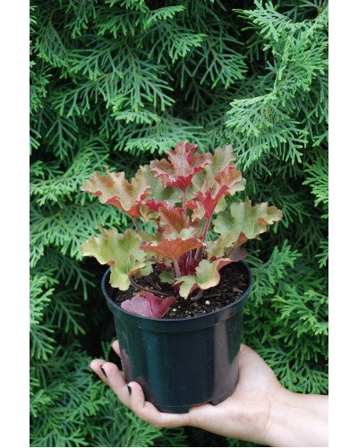 Гейхера гібридна Мармелад | Heuchera hybrida Marmalade | Гейхера гибридная Мармелад