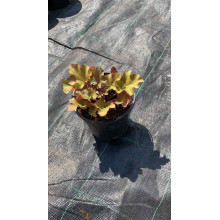 Гейхера гібридна Мармелад | Heuchera hybrida Marmalade | Гейхера гибридная Мармелад