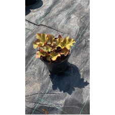 Гейхера гібридна Мармелад | Heuchera hybrida Marmalade | Гейхера гибридная Мармелад