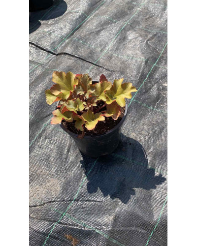 Гейхера гібридна Мармелад | Heuchera hybrida Marmalade | Гейхера гибридная Мармелад