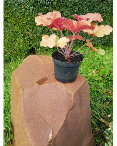 Гейхера гібридна Мармелад | Heuchera hybrida Marmalade | Гейхера гибридная Мармелад