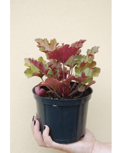Гейхера гібридна Мармелад | Heuchera hybrida Marmalade | Гейхера гибридная Мармелад