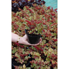Гейхера гібридна Мармелад | Heuchera hybrida Marmalade | Гейхера гибридная Мармелад