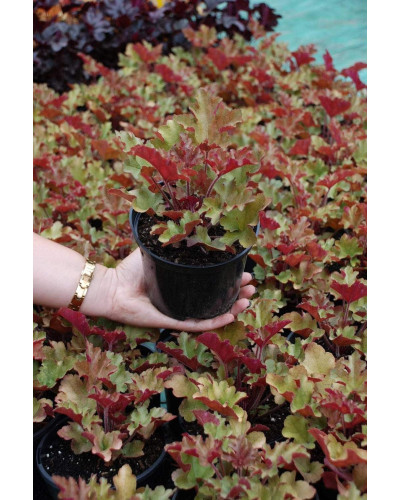 Гейхера гібридна Мармелад | Heuchera hybrida Marmalade | Гейхера гибридная Мармелад