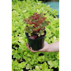 Гейхера гібридна Мармелад | Heuchera hybrida Marmalade | Гейхера гибридная Мармелад