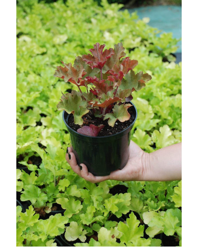 Гейхера гібридна Мармелад | Heuchera hybrida Marmalade | Гейхера гибридная Мармелад