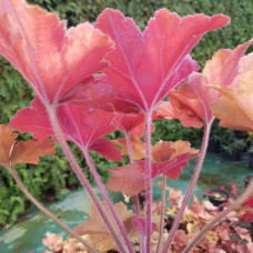 Гейхера гібридна Мармелад | Heuchera hybrida Marmalade | Гейхера гибридная Мармелад
