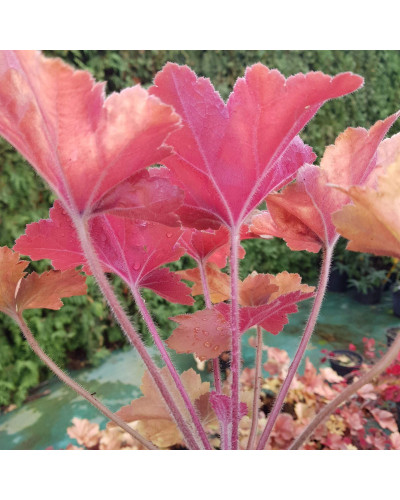 Гейхера гібридна Мармелад | Heuchera hybrida Marmalade | Гейхера гибридная Мармелад